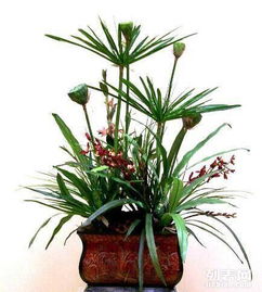 重慶主城植物租賃全解析 大花蕙蘭、綠蘿、發(fā)財(cái)樹與鮮花綠植租借服務(wù)