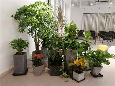 余杭區花卉租賃指南 海旭園藝服務與市場價格解析