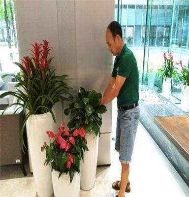 室內綠植花卉租賃 為深圳辦公室注入自然活力，租綠植就找惜花花卉